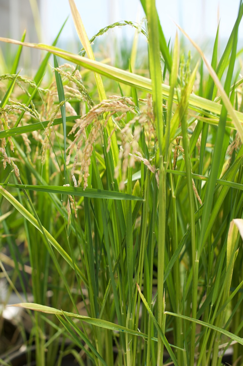 Rice Plants