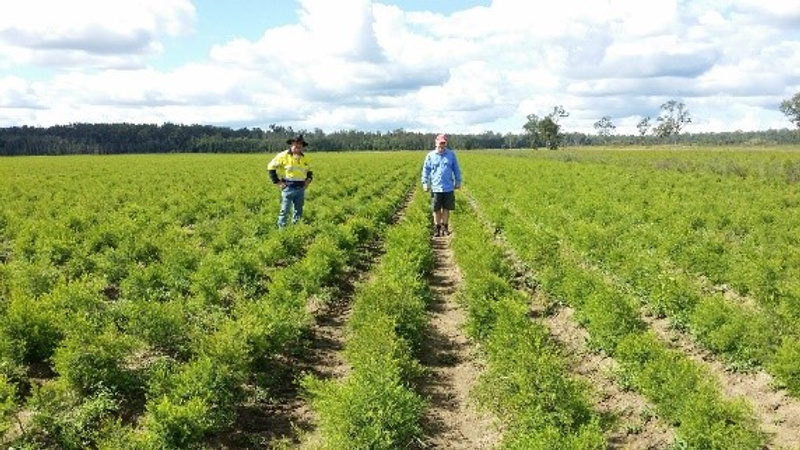 A young tea tree crop growing in the Rappville region of northern NSW. (Photo S. Mirza).