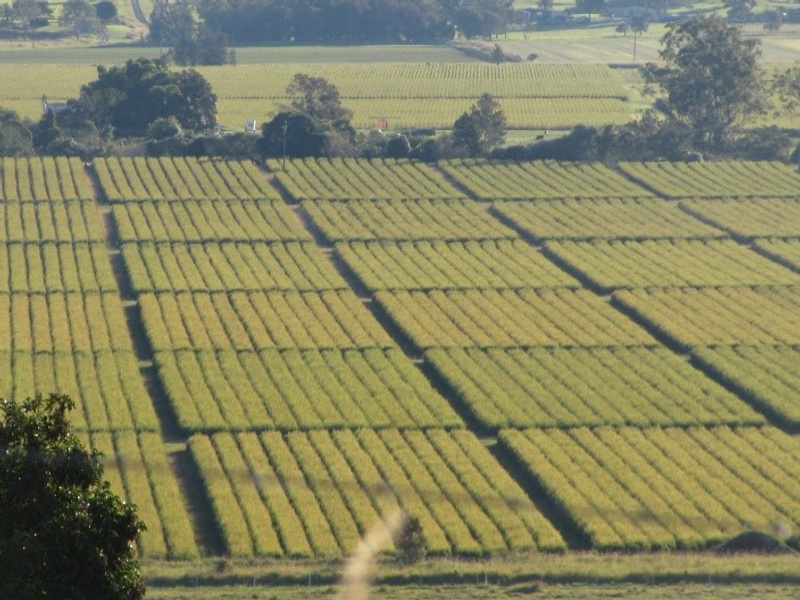Tea tree plantations at Ruthven in Northern Rivers region of NSW.