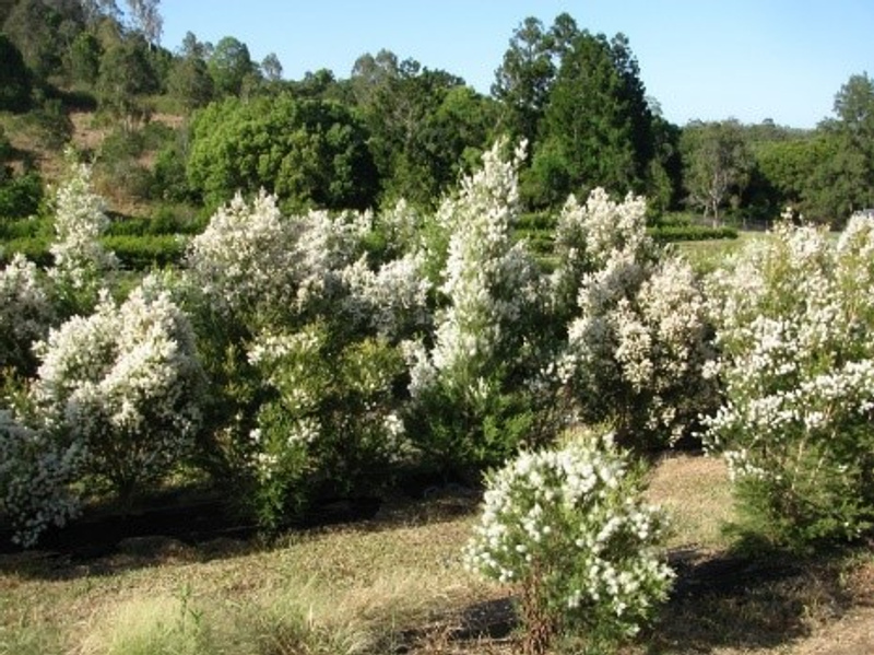 Tea tree flowering in a living collection of diverse tea tree growing at Southern Cross University’s campus at Lismore, NSW.