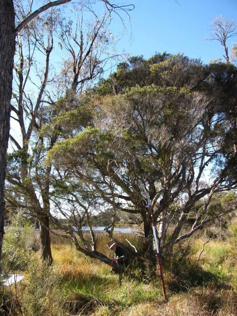 Collecting tea tree seed in the Southern Downs region of Queensland in 2010 for the establishment of a germplasm resource collection of tea tree.