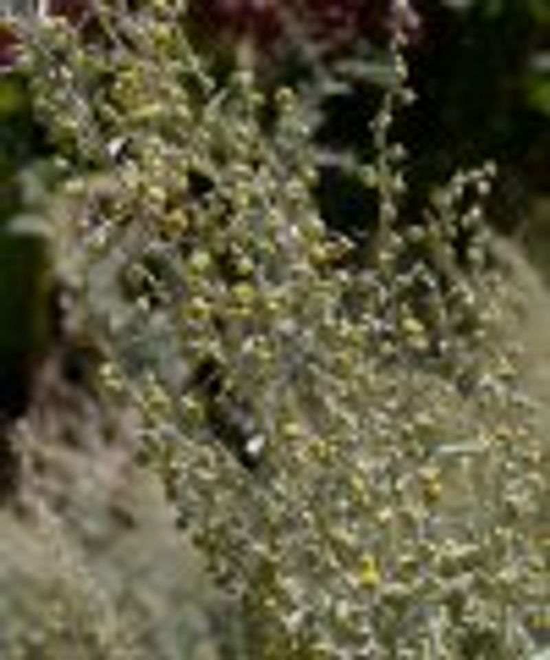 Artemisia absinthium2