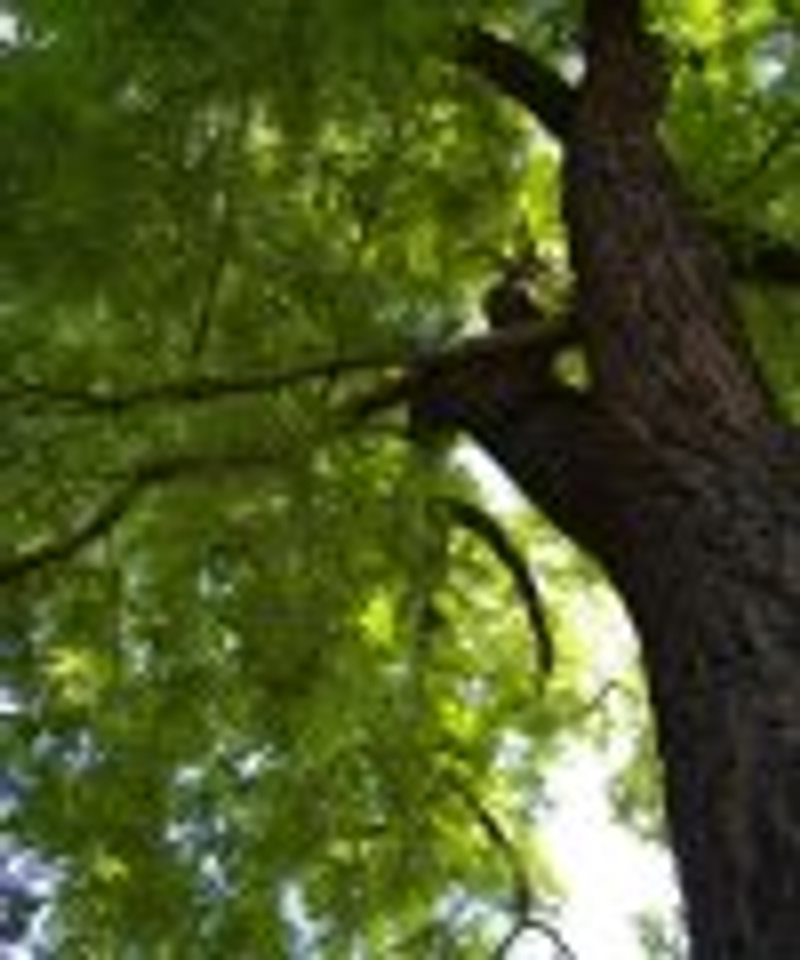 Juglans nigra