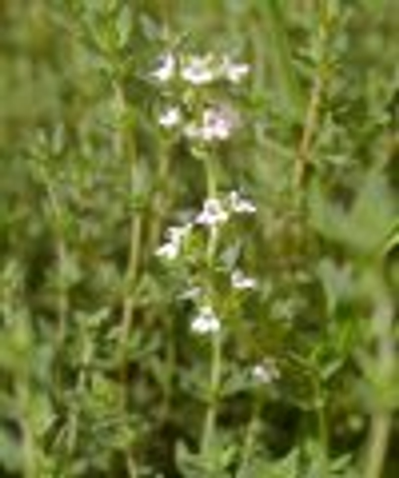 Thymus vulgaris