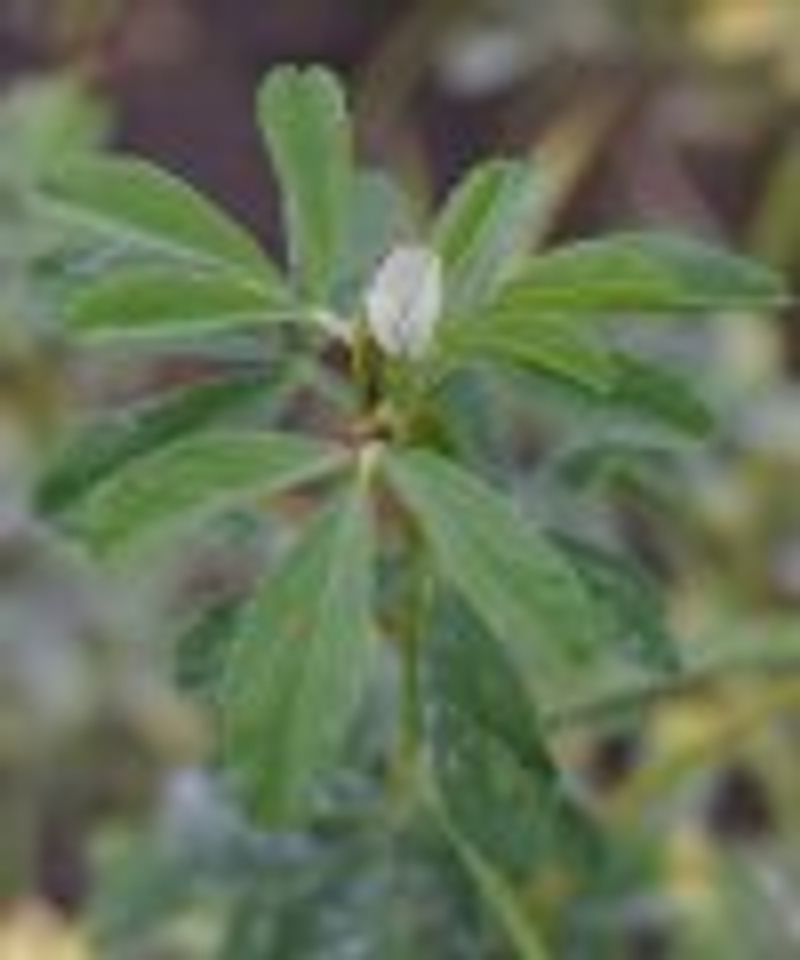 Trigonella foenum-graecum