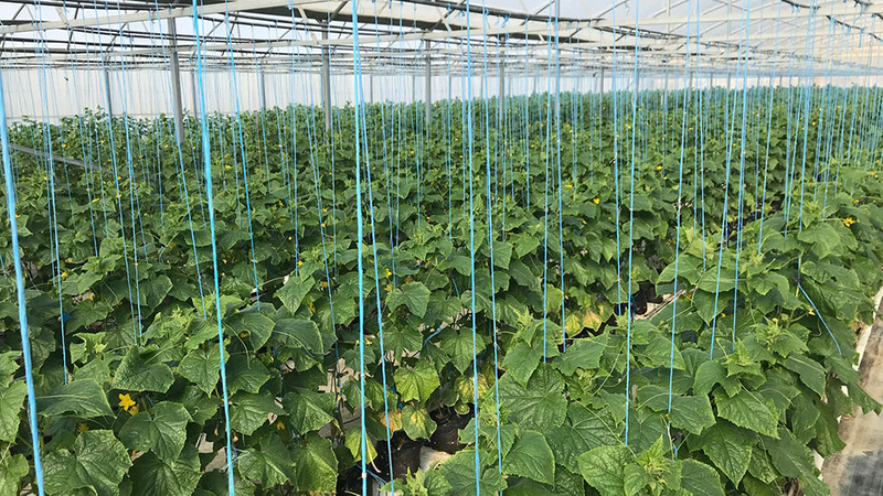 A cucumber hothouse filled with mature plants (credit Shane White)