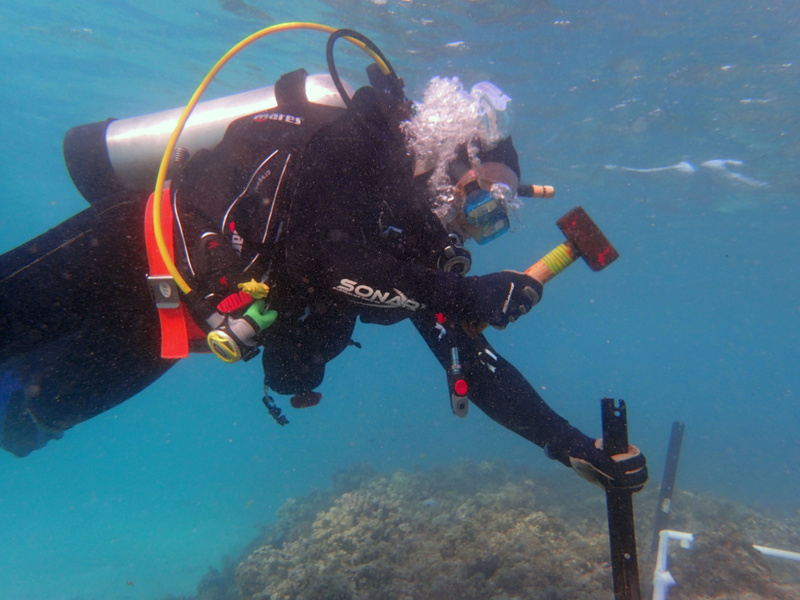 Peter Harrison hammering star pickets underwater