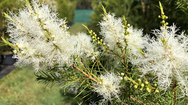 Tea tree in bloom at the Lismore campus research plantation