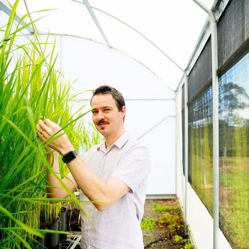 Associate Professor Tobias Kretzschmar with rice crop