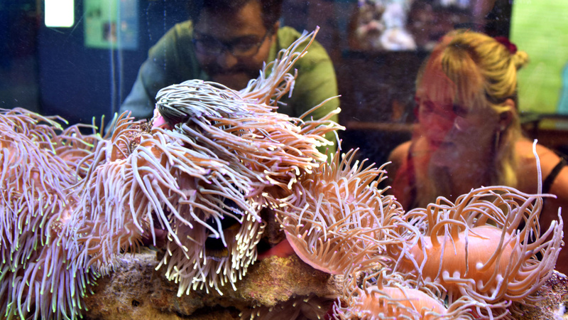 Two people looking at aquarium at the National Marine Science Centre